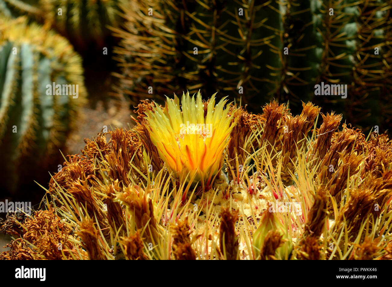 Glaucas barril nombre latín cactus ferocactus glaucescens flor Foto de stock
