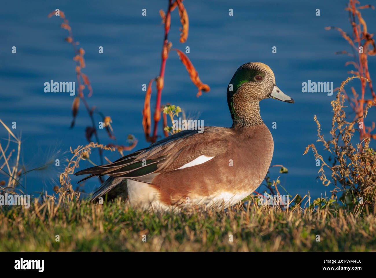 American Widgeon (Mareca americana) cerca del estanque, Aurora Colorado nosotros. Foto de stock