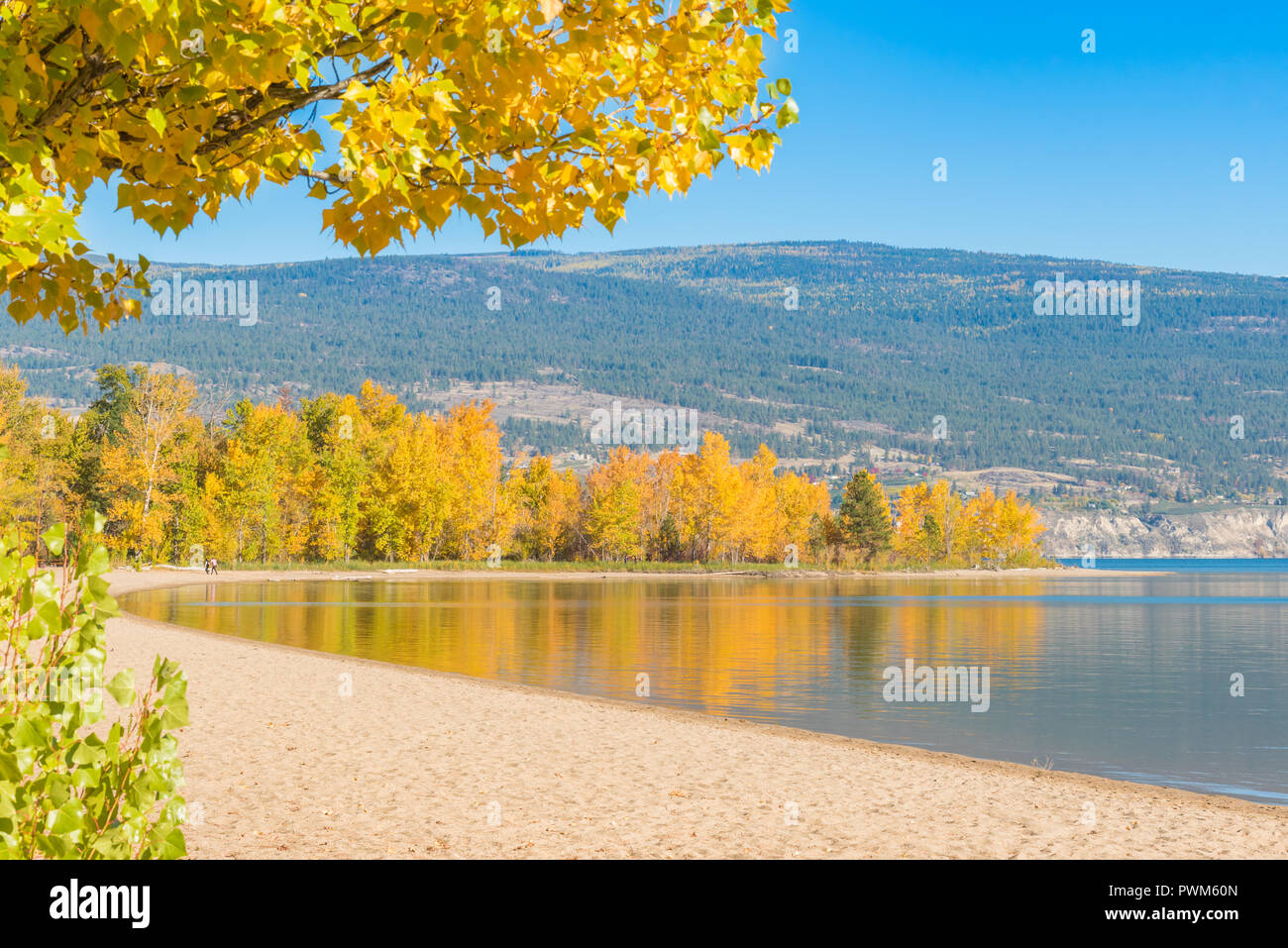 Playa de arena y el lago rodeado de árboles con hojas de otoño amarillo Foto de stock