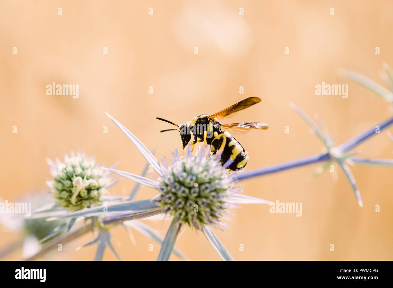 Cerrar la fotografía, amarillo naranja y negro con insectos abeja verde y flores púrpuras, fondo claro y bokeh Foto de stock
