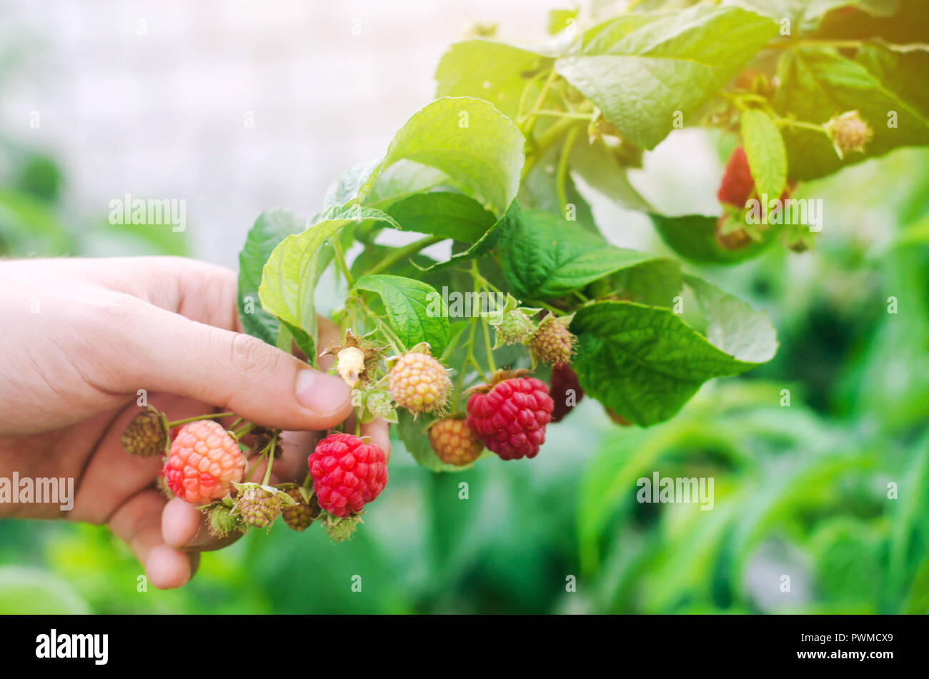 El agricultor está cosechando frambuesas frescas en el jardín en un día soleado de verano berry. comida saludable. Foto de stock