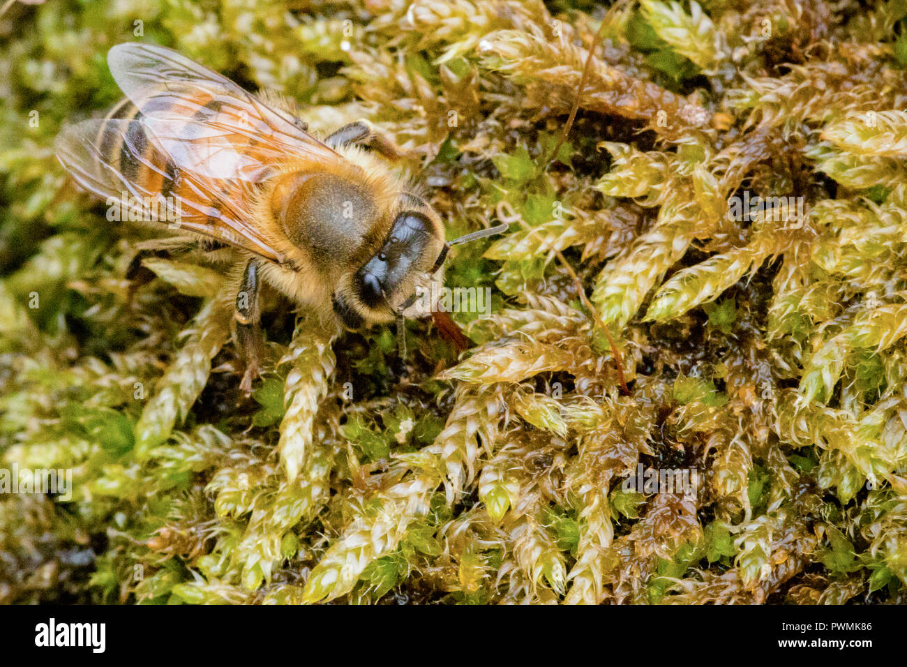 Camuflado de Miel de Abeja occidental descansa sobre un follaje verde en un jardín. Foto de stock