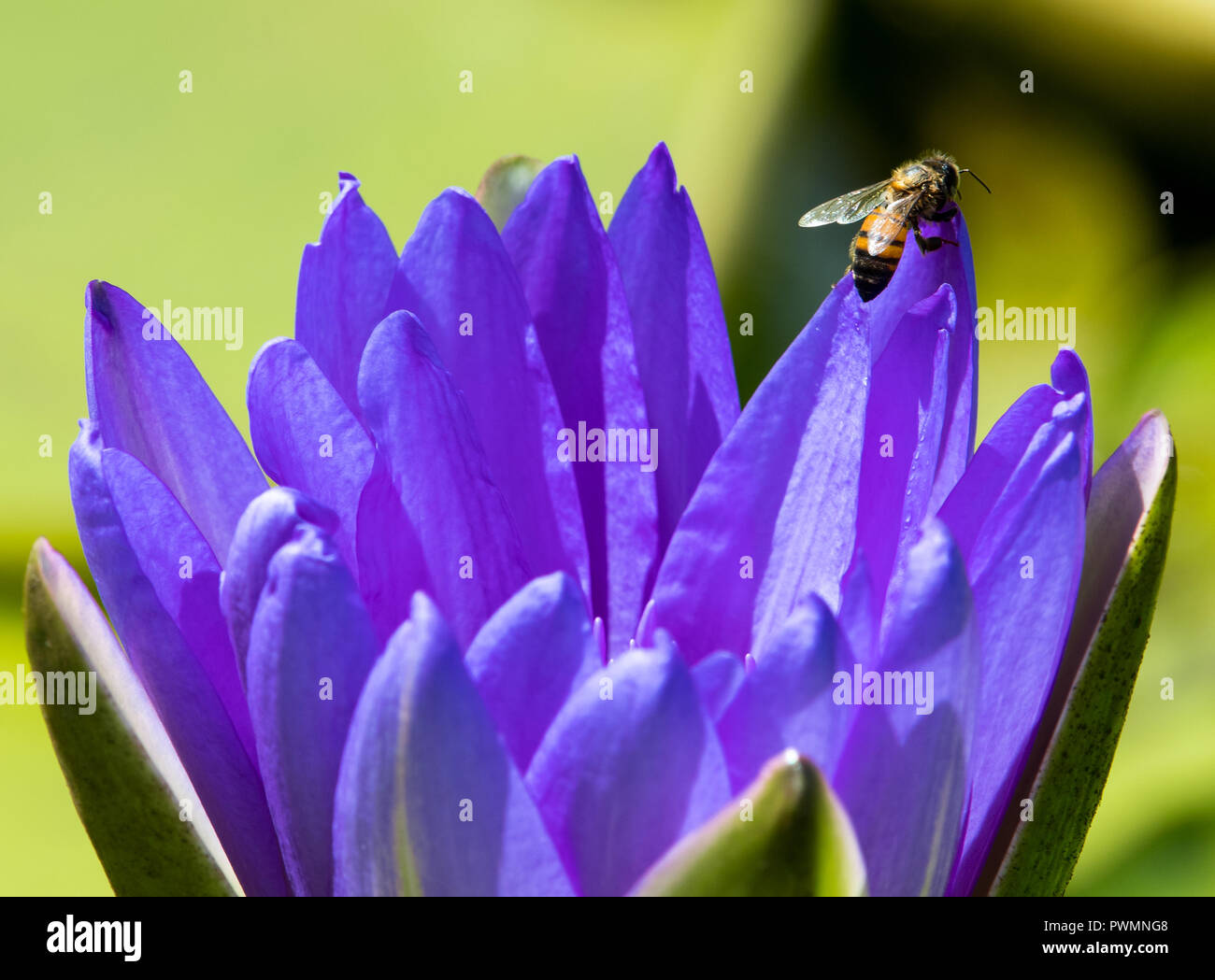 Una abeja se asienta en un lirio morado. Foto de stock