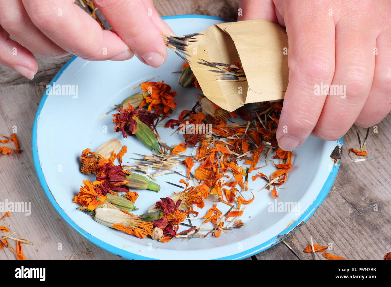 Tagetes, guardar semillas de flores de caléndula en un sobre, otoño,UK Foto de stock