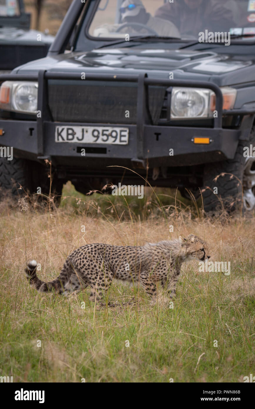 Cheetah cub camina pasado carretilla en hierba Foto de stock