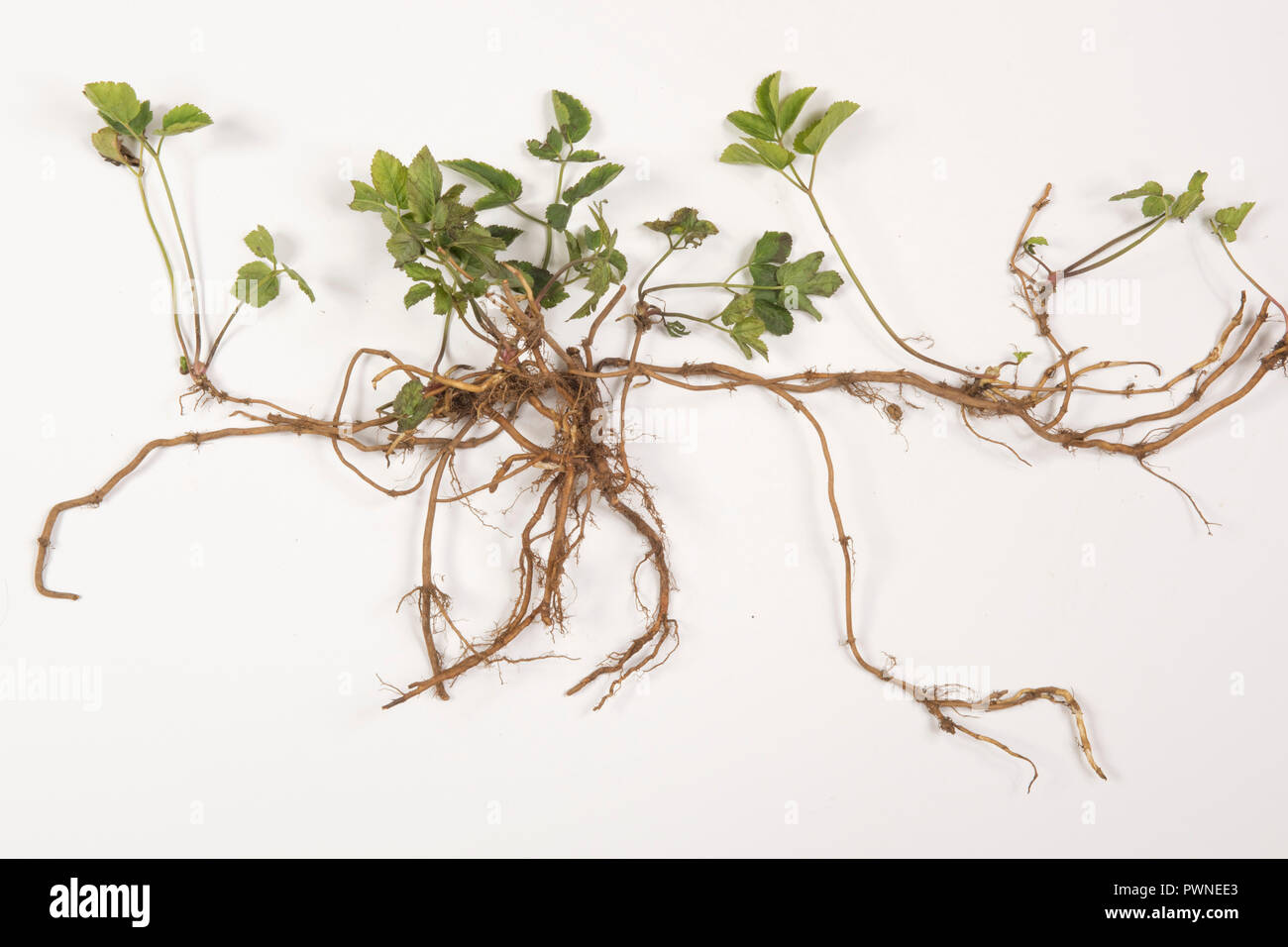 El anciano molido, Aegopodium podagraria, planta a partir de un parche vegetal muestreado para mostrar raíces rizomatosas que se arrastran Foto de stock