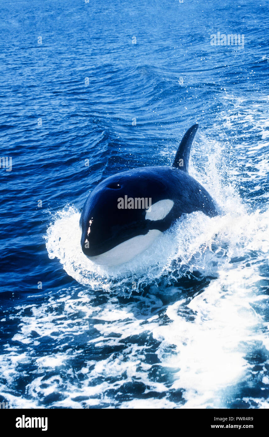 Orca, Orcinus orca, Alaska Foto de stock
