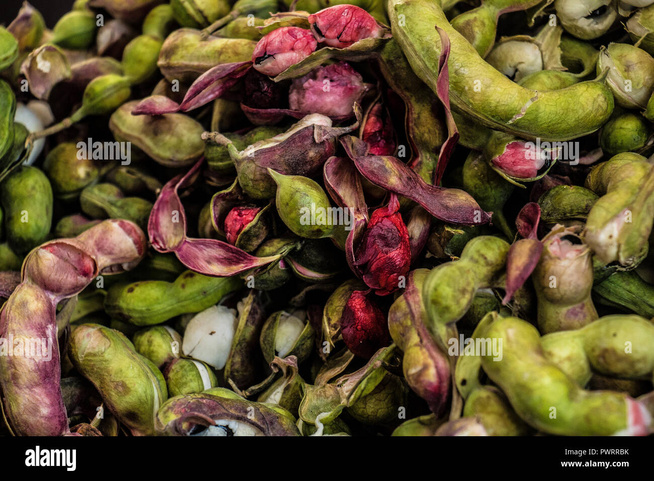 Guamuchil fotografías e imágenes de alta resolución - Alamy