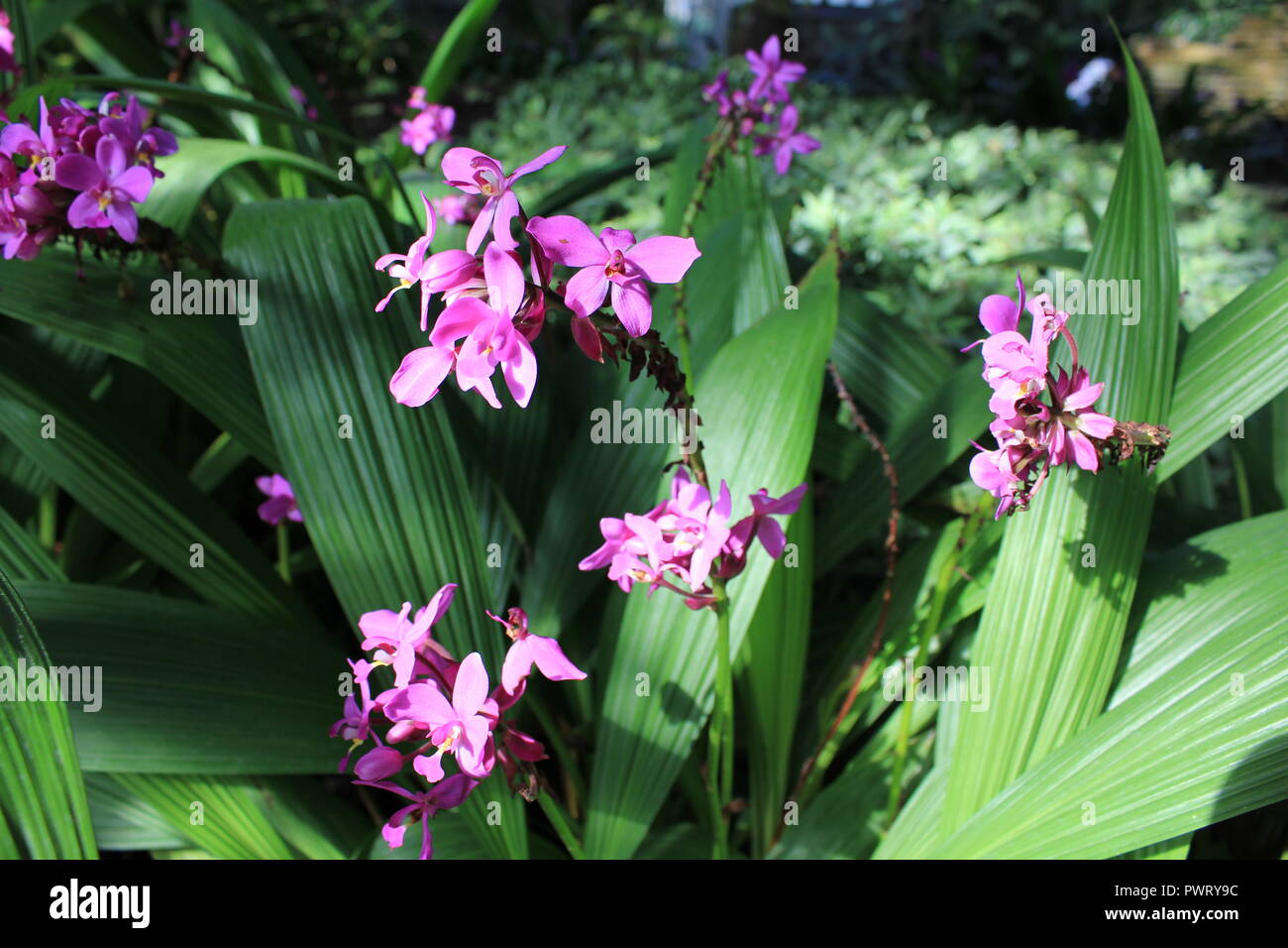 La orquídea de tierra, Spathoglottis es una hermosa, pequeña orquídea de  jardín con flores de color púrpura profundo Fotografía de stock - Alamy