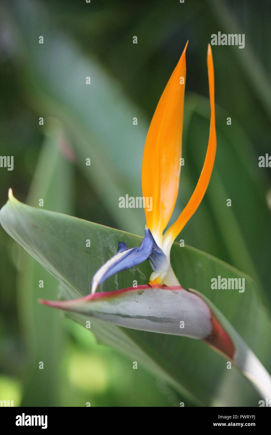 Perfecto pájaro de la flor del paraíso, Strelitzia, planta floreciente que  crece en el jardín Fotografía de stock - Alamy