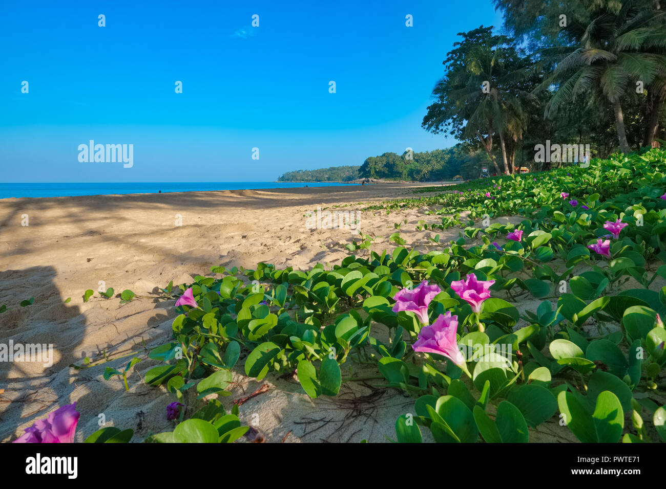 Temprano por la mañana en Surin Beach, Phuket, Tailandia, en línea con el nuevo reglamento carente de hamacas y sombrillas Foto de stock