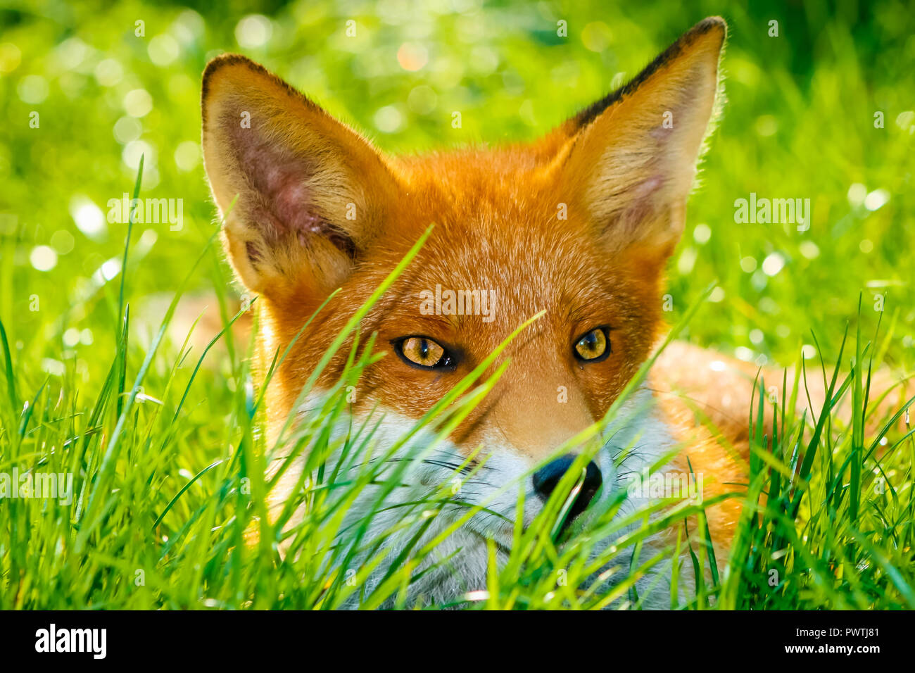 Fox, salvaje, nativo, icónicas mamífero. Un primer plano de un joven zorro sentado en la hierba verde brillante durante el verano. Nombre científico: Vulpes vulpes Foto de stock