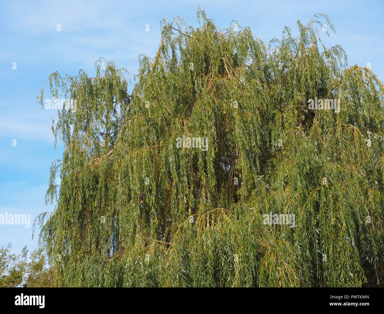 Sauce llorón (Salix babylonica) aka Babilonia sauce Fotografía de stock