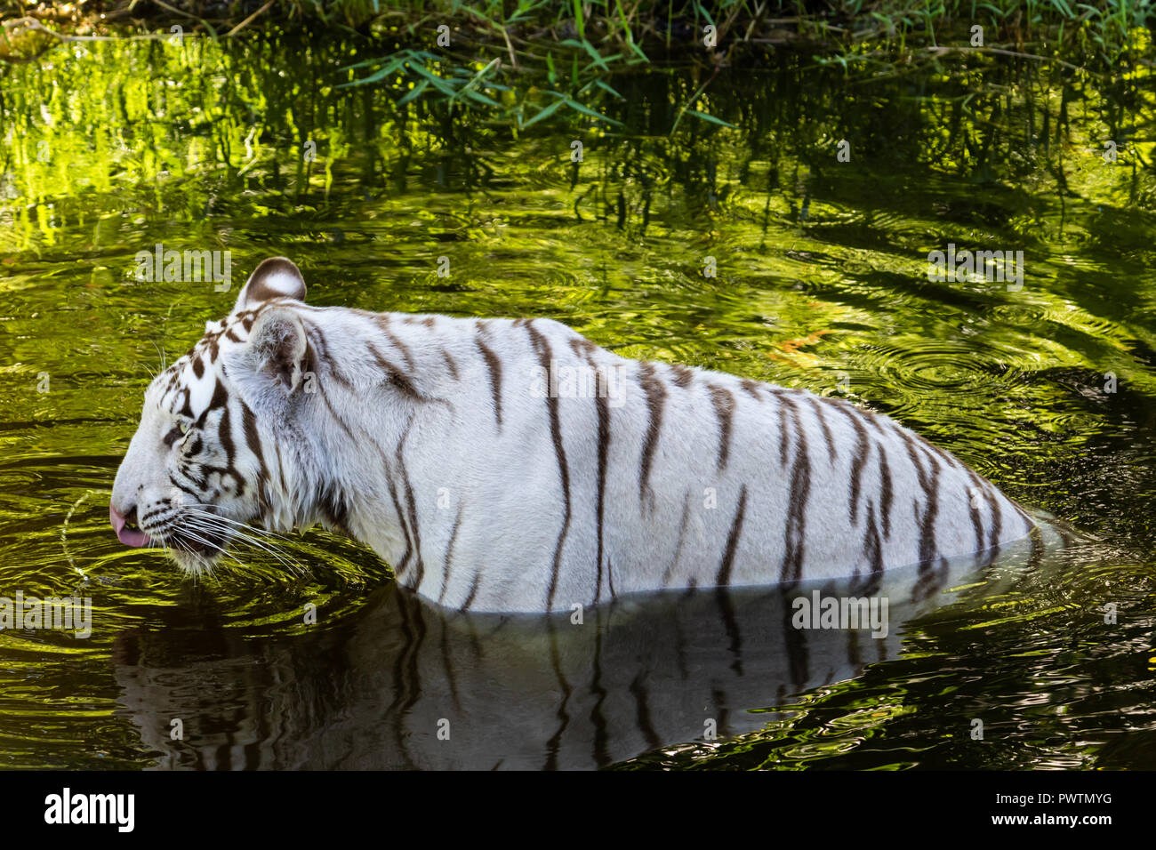 Blanco tigre de Bengala (Panthera tigris) en agua potable. El agua en el  aire desde su lengua lamiendo la acción, que todavía está curvado fuera de  su boca Fotografía de stock -