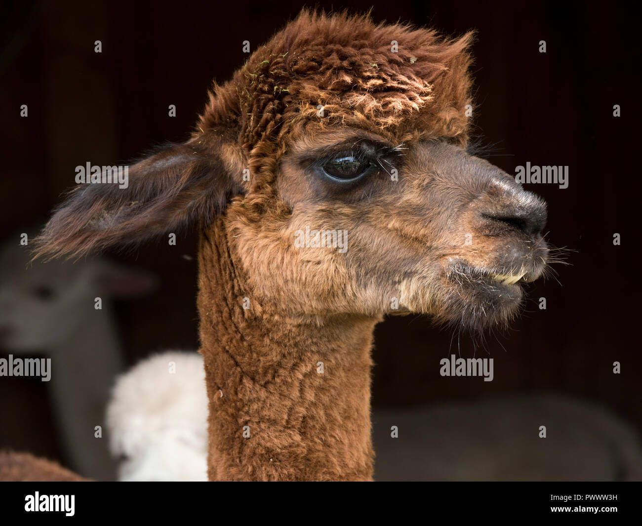Un marrón de alpacas huacaya recientemente esquilada cabeza, orejas, nariz, ojos que miran desaliñado, Berkshire, Septiembre Foto de stock