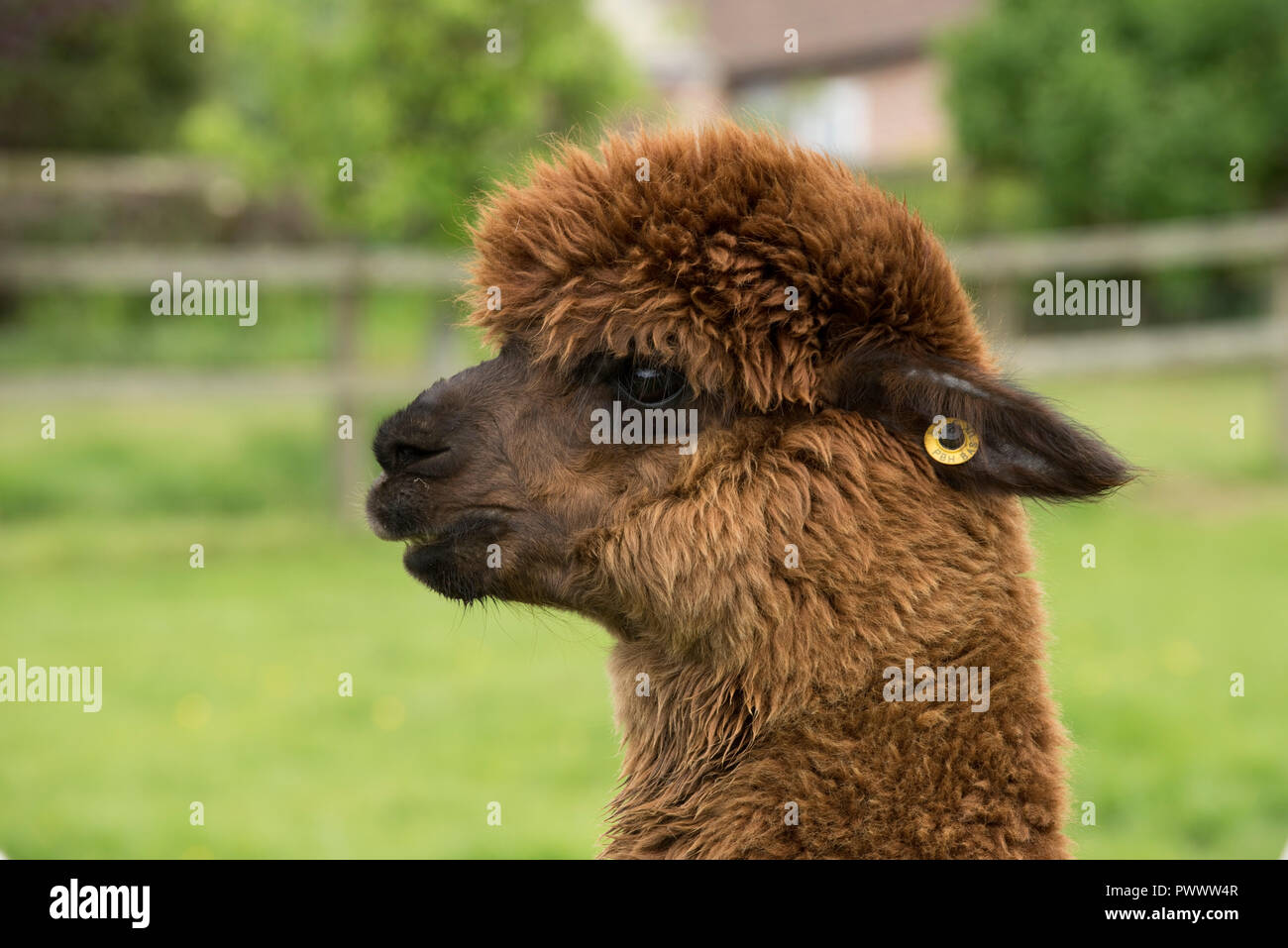 Una cabeza de alpacas huacaya marrón en el oído y en la etiqueta con la fibra capilar de crecer antes de la esquila, Berkshire, Mayo Foto de stock