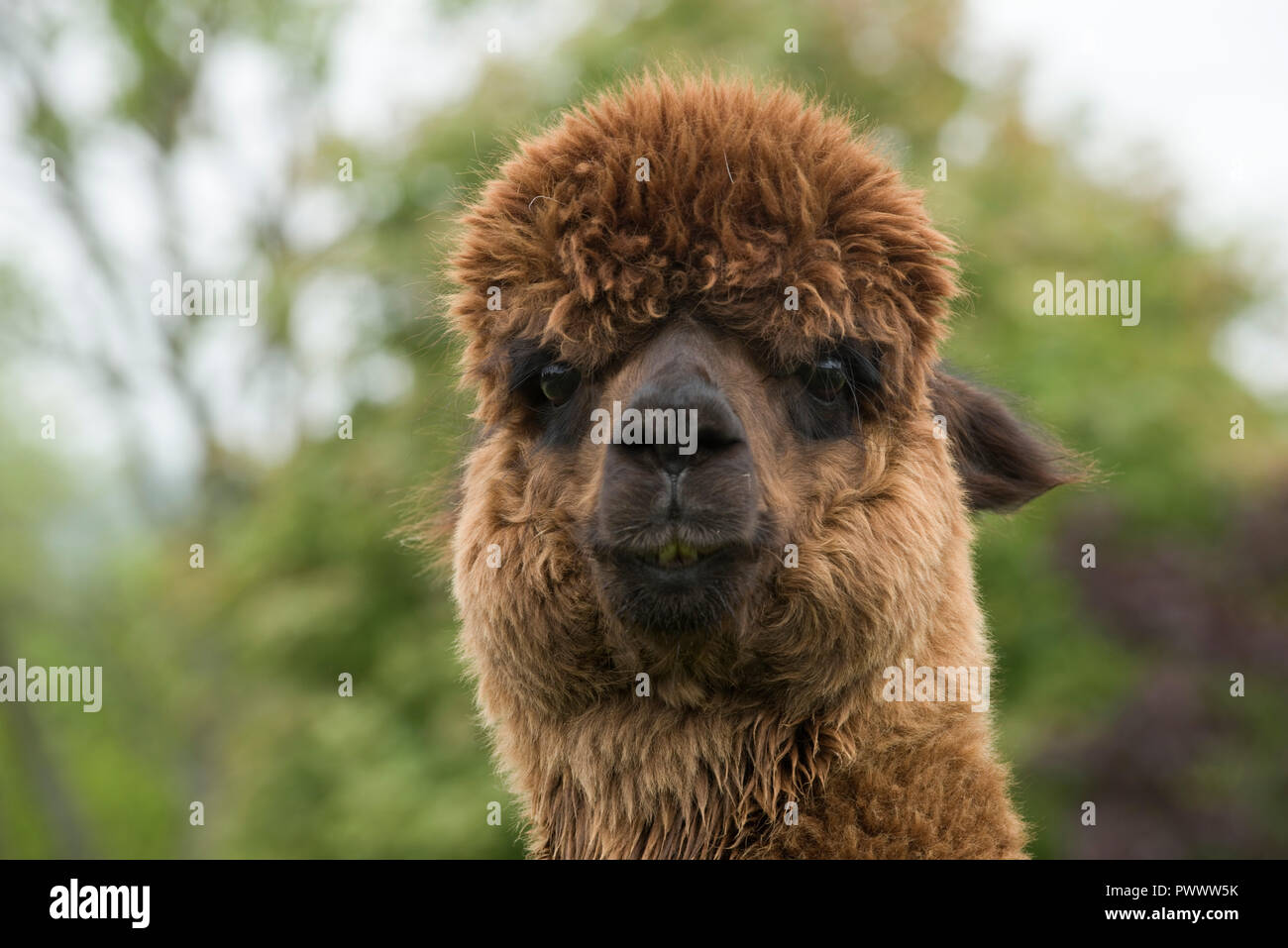 Una cabeza de alpacas huacaya marrón con fibra capilar crecer antes de la esquila, Berkshire, Mayo Foto de stock