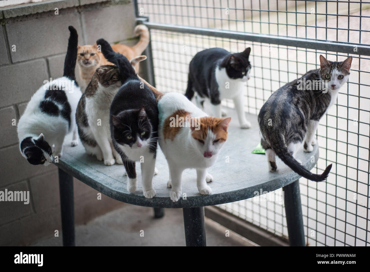 Los gatos en una perrera municipal Fotografía de stock - Alamy