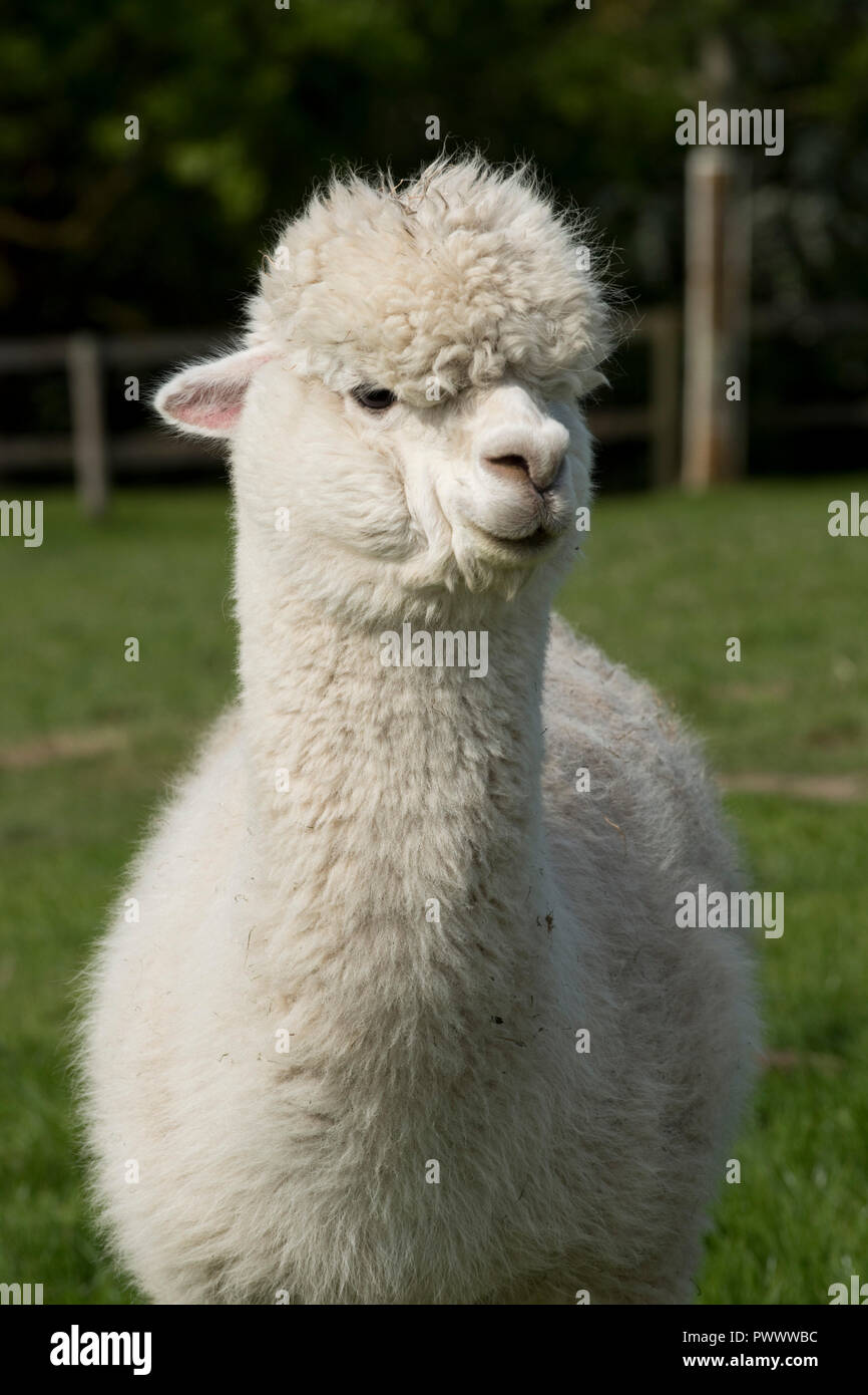 Una mujer blanca de 12 años antes de la esquila de alpacas huacaya en buen pasto pasto, Berkshire, Mayo Foto de stock