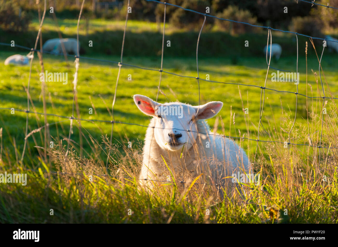 Ovejas en un campo, temprano por la mañana, en el condado de Donegal, Irlanda Foto de stock