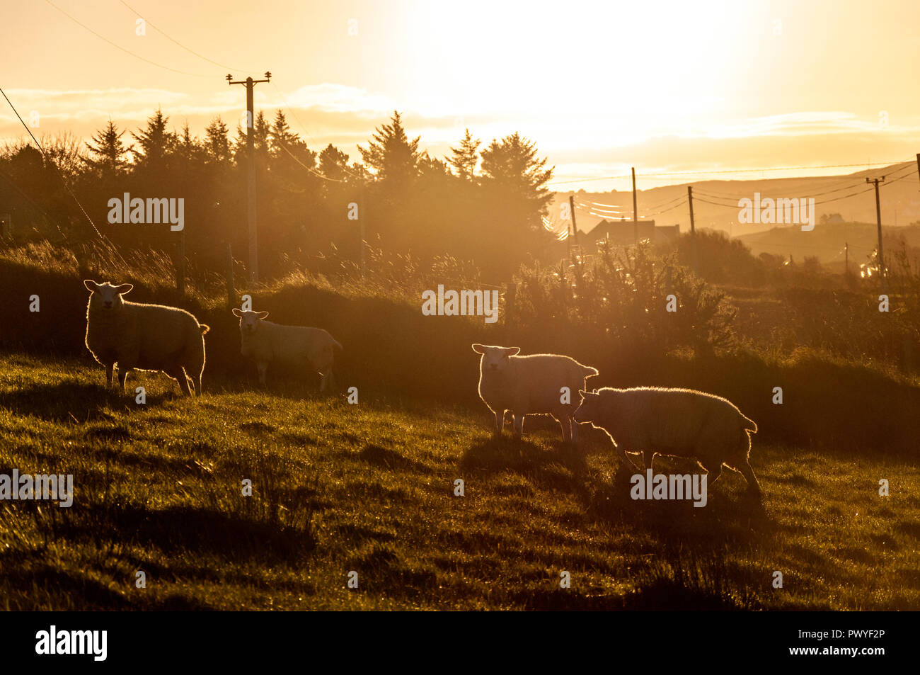 Ovejas en un campo, temprano por la mañana, en el condado de Donegal, Irlanda Foto de stock