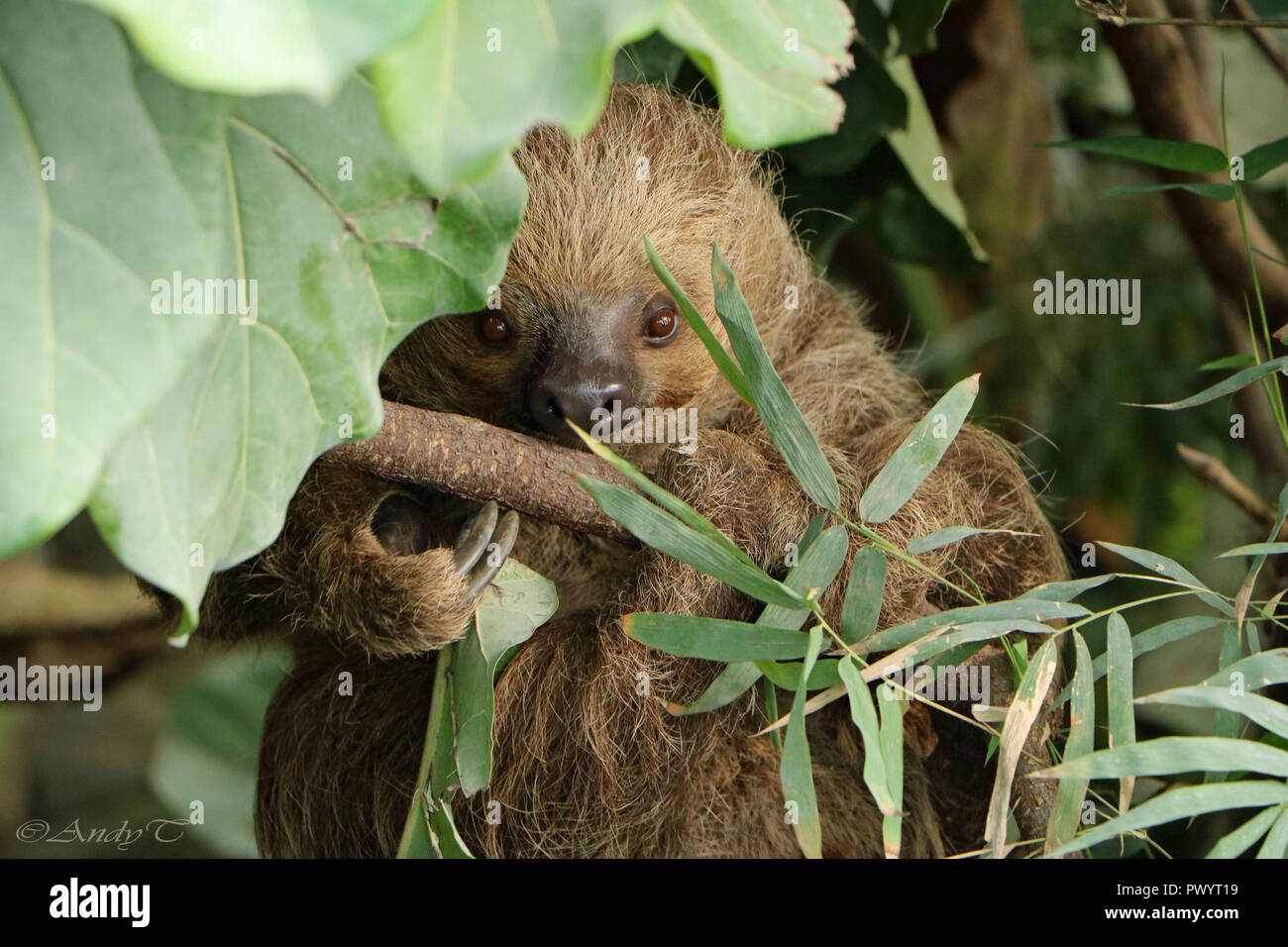 Mujer sonriente en el Sloth photogropher Foto de stock