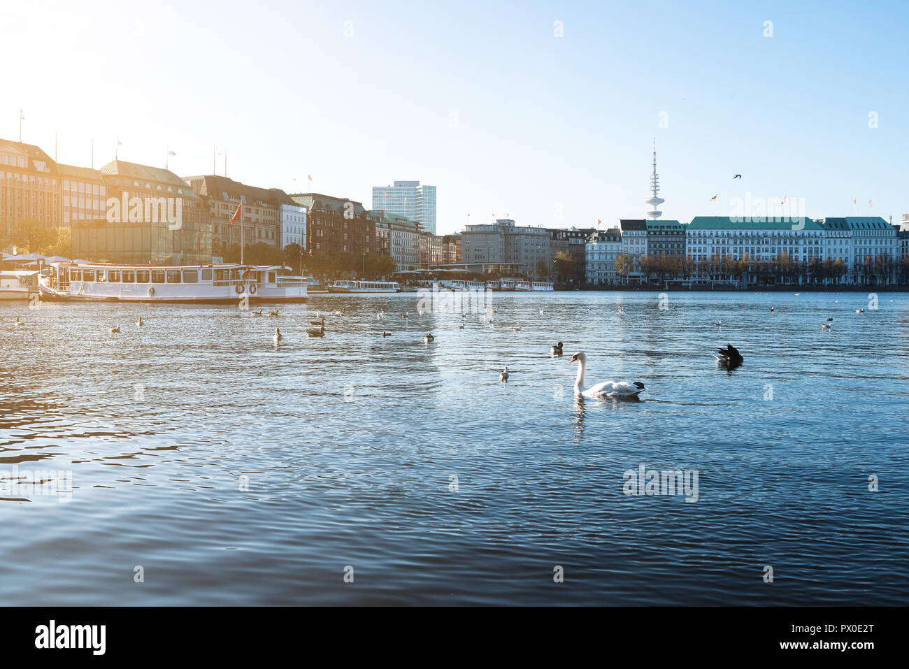 Las aves en el lago Binnenalster en Hamburgo el día soleado en otoño Foto de stock