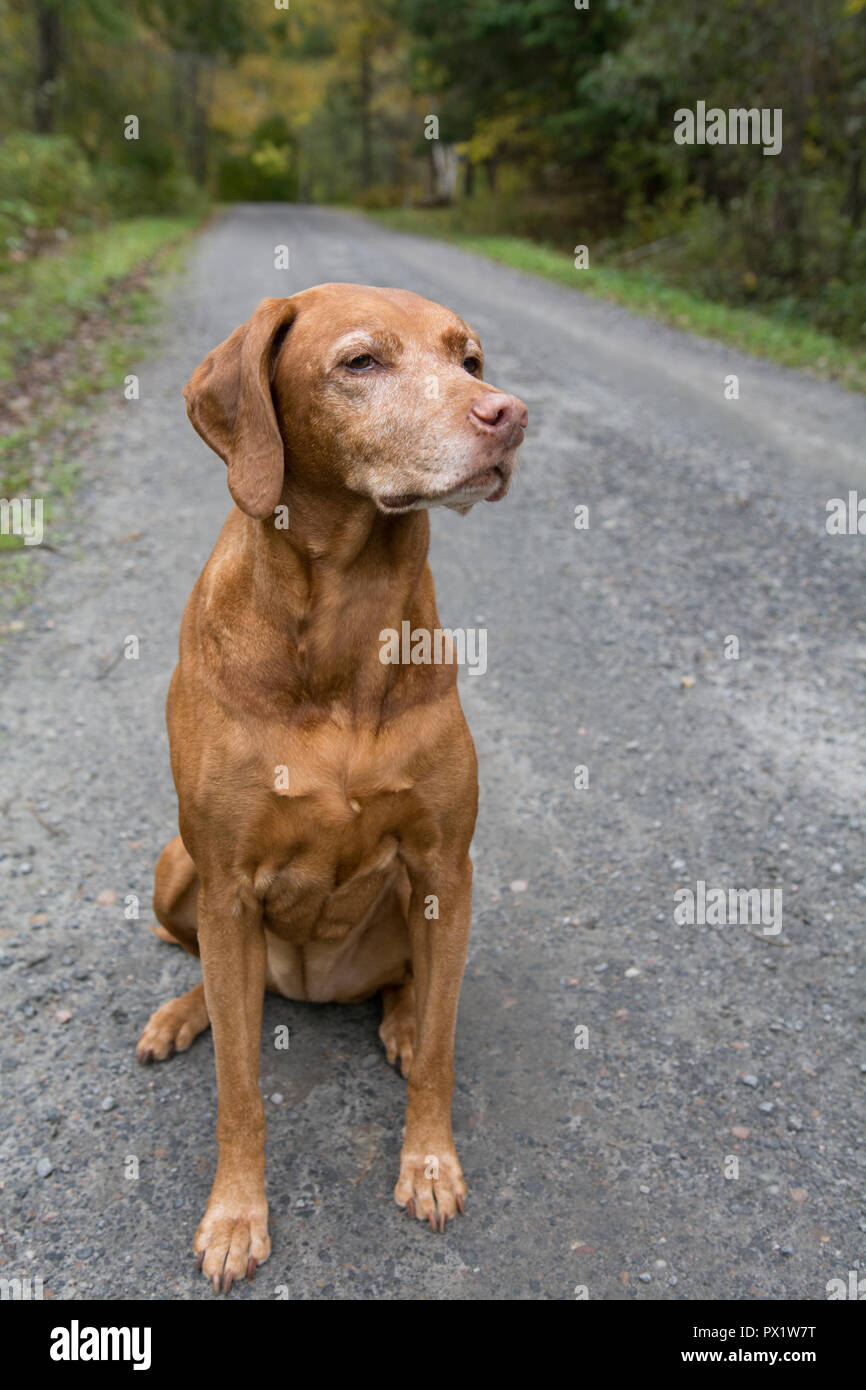 Un viejo perro vizsla húngaro (puntero) se asienta sobre una carretera de tierra en otoño. Foto de stock