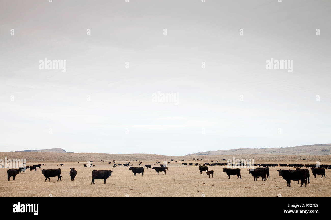 Las vacas en el hato ganadero en la zona rural de Wyoming, EE.UU. Foto de stock