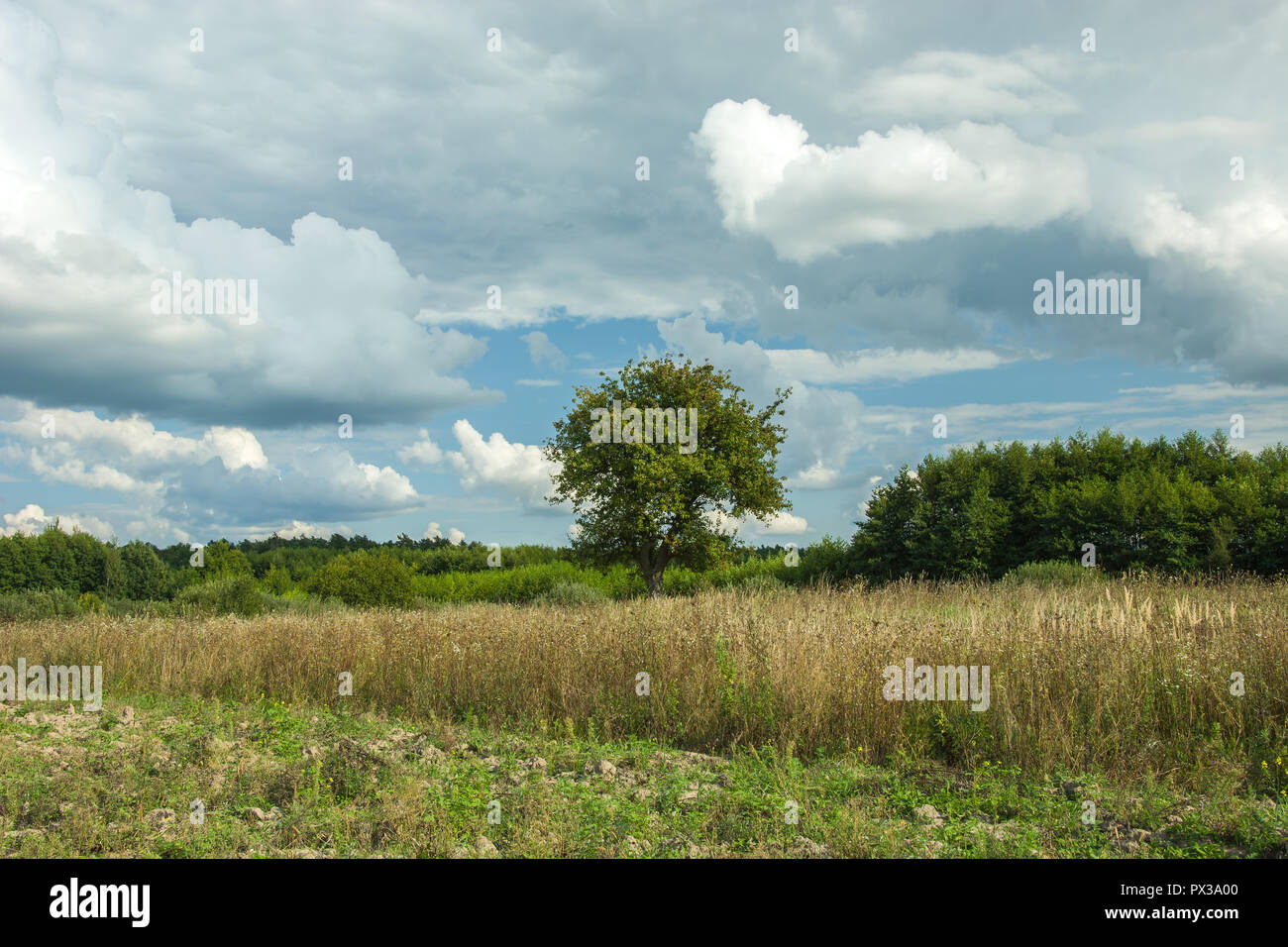 Pasto seco, bosque de nubes grises y blancas en el cielo azul Foto de stock