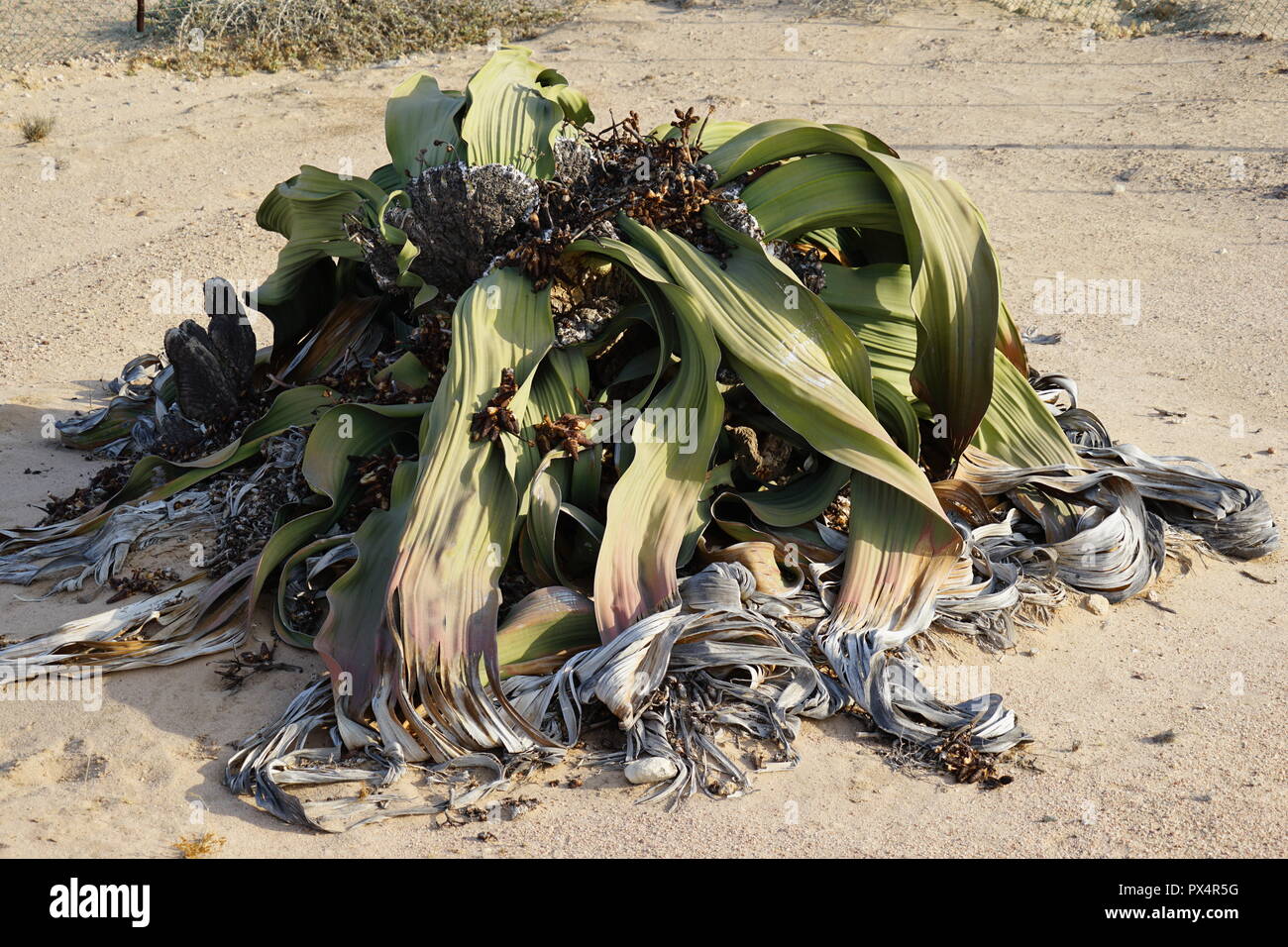 1500jährige vermutlich Riesenwelwitschia, die älteste Welwitschia der Welt, Welwitschia-Route, el Parque Namib Naukluft Namibische Wueste, Namibia Foto de stock