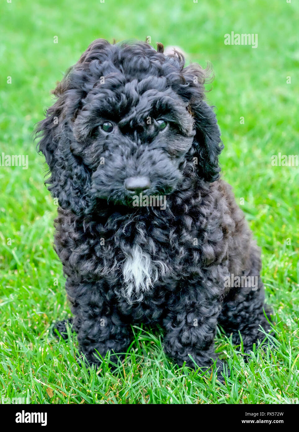 Cachorro De Pelo Rizado Cockerpoo Negro Sentado En El Pasto Verde El Perrito Stairing Directamente En La Camara Ella Tiene Un Triangulo De Piel Blanca Sobre Su Pecho Fotografia De Stock