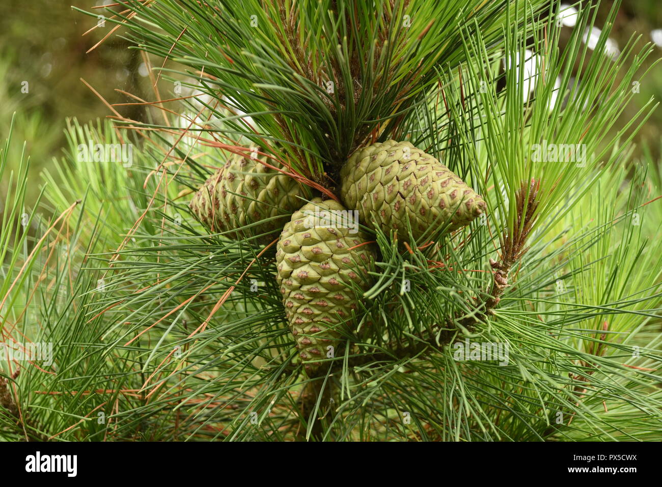 Conos de pino Foto de stock