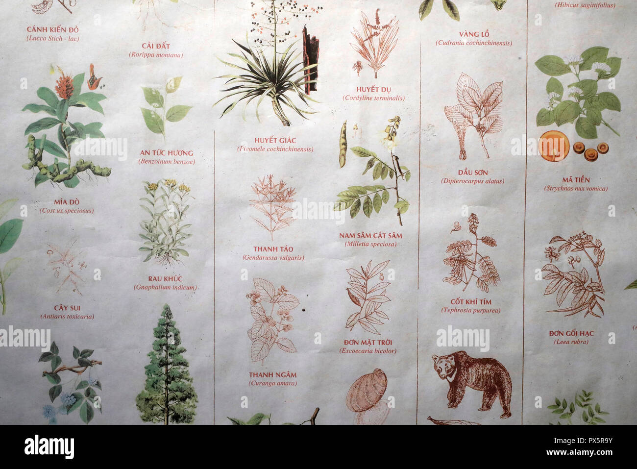 Museo de la medicina tradicional vietnamita. Lista de plantas medicinales.  Ho Chi Minh City. Vietnam Fotografía de stock - Alamy