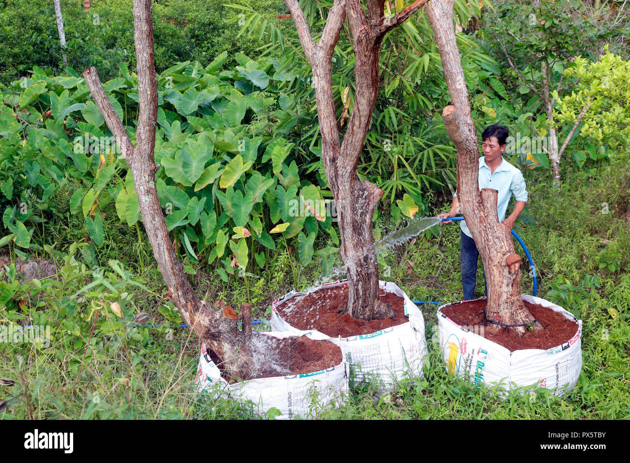 Jardinero regando el árbol. Cai Be. Vietnam. Foto de stock