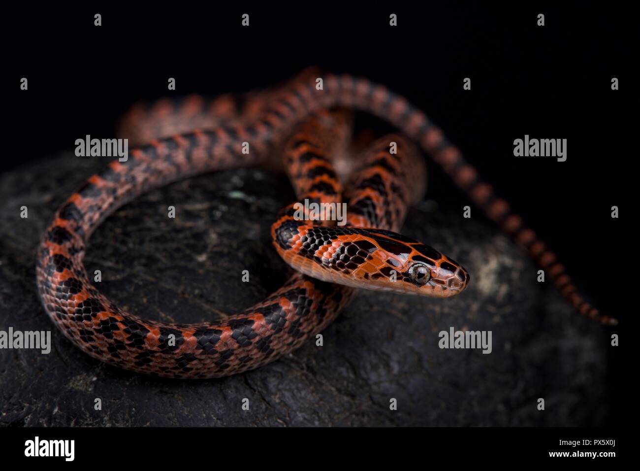 La serpiente roja con bandas (Lycodon rufozonatum ) se encuentra en una gran parte de Asia oriental, desde la Península de Corea del Norte (y ampliar sólo en Foto de stock