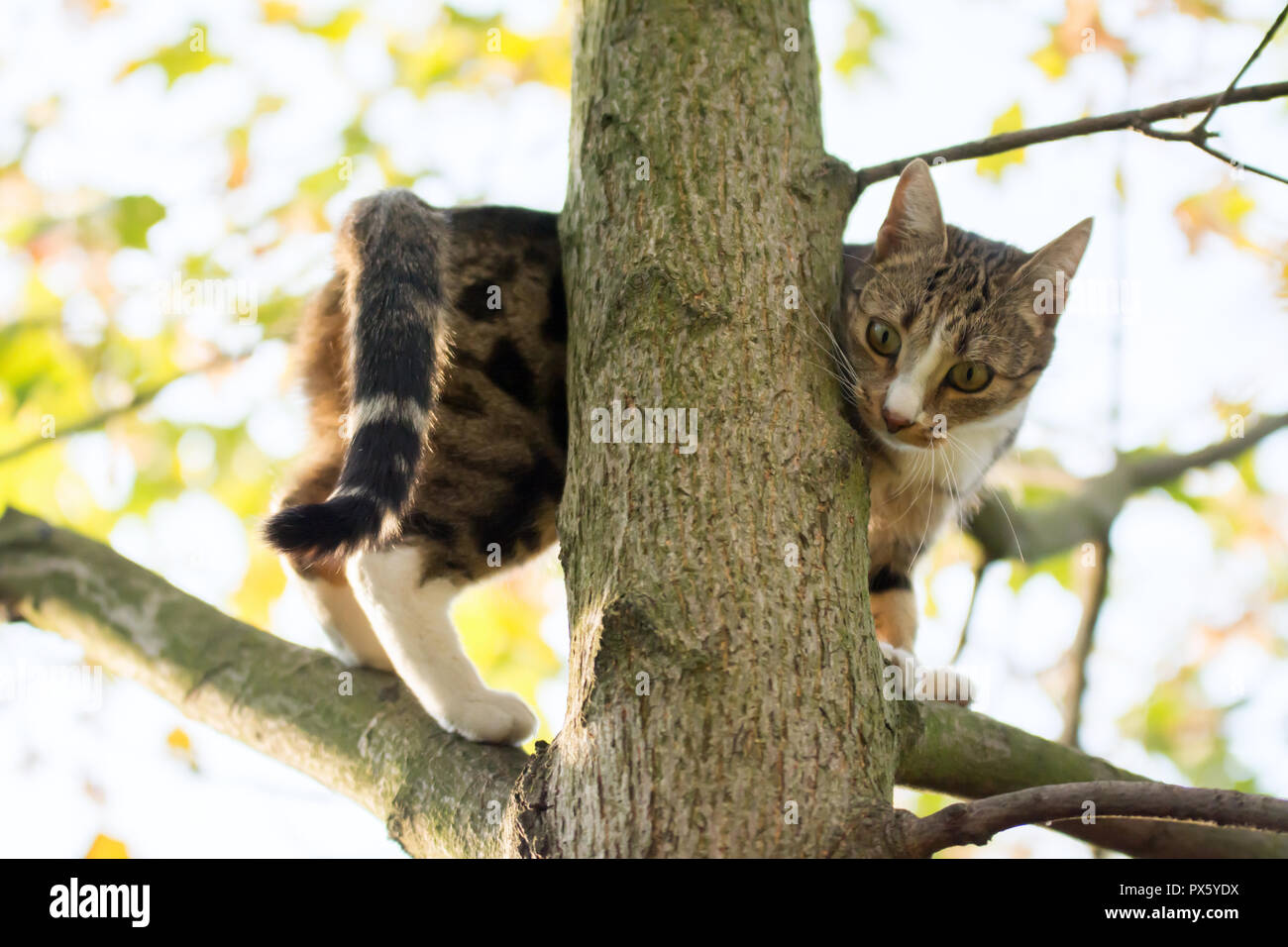Negro, beige y blanco gato caminando sobre las ramas altas de un árbol de arce Foto de stock