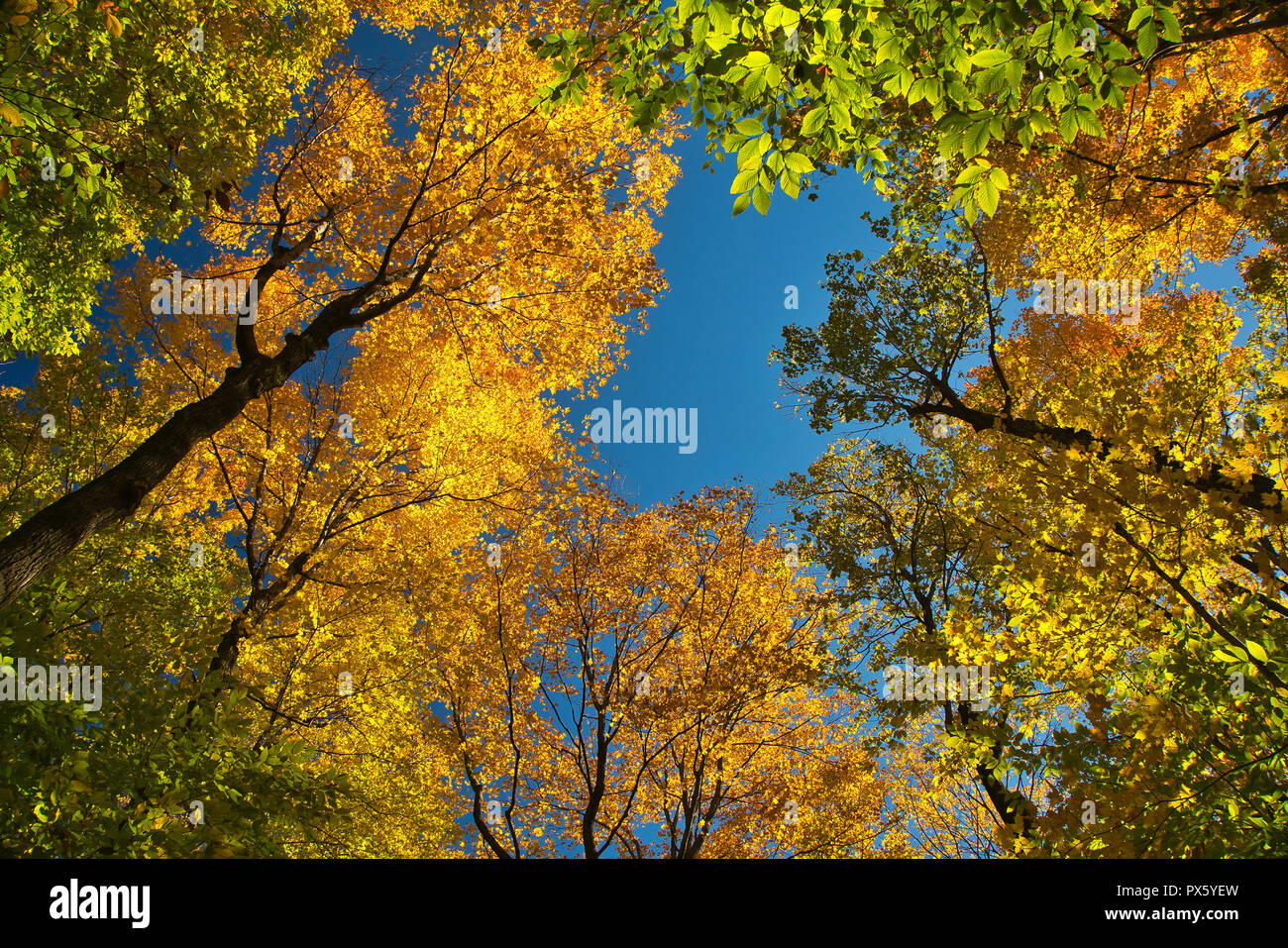 Montreal, Canadá, 18 de Octubre,2018.Colorido follaje de otoño contra un cielo azul.Crédito:Mario Beauregard/Alamy Live News Foto de stock