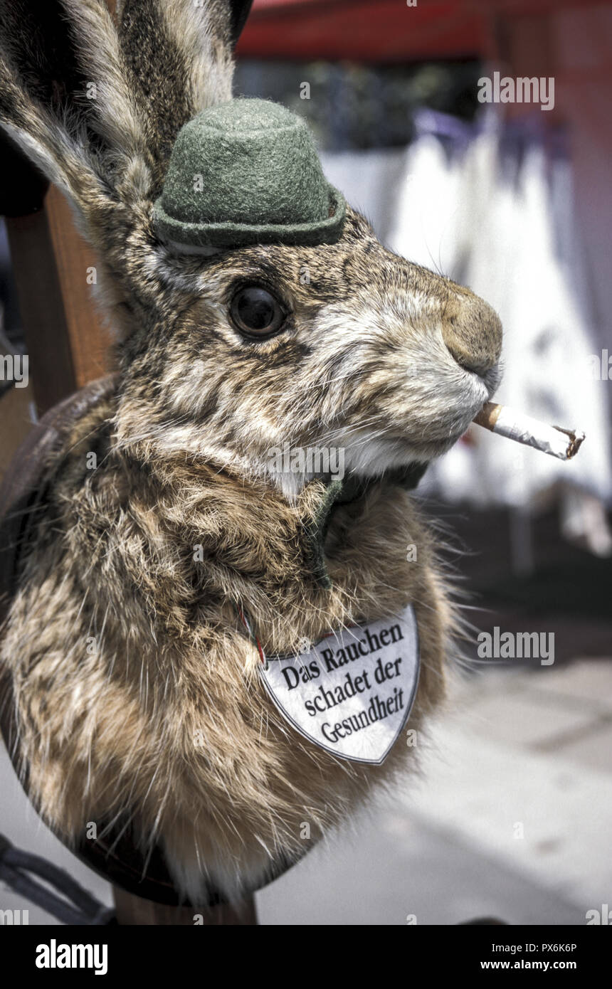 Conejo, fumar pone en peligro su salud, Hungría, en el oeste de Hungría, el lago Balaton Foto de stock