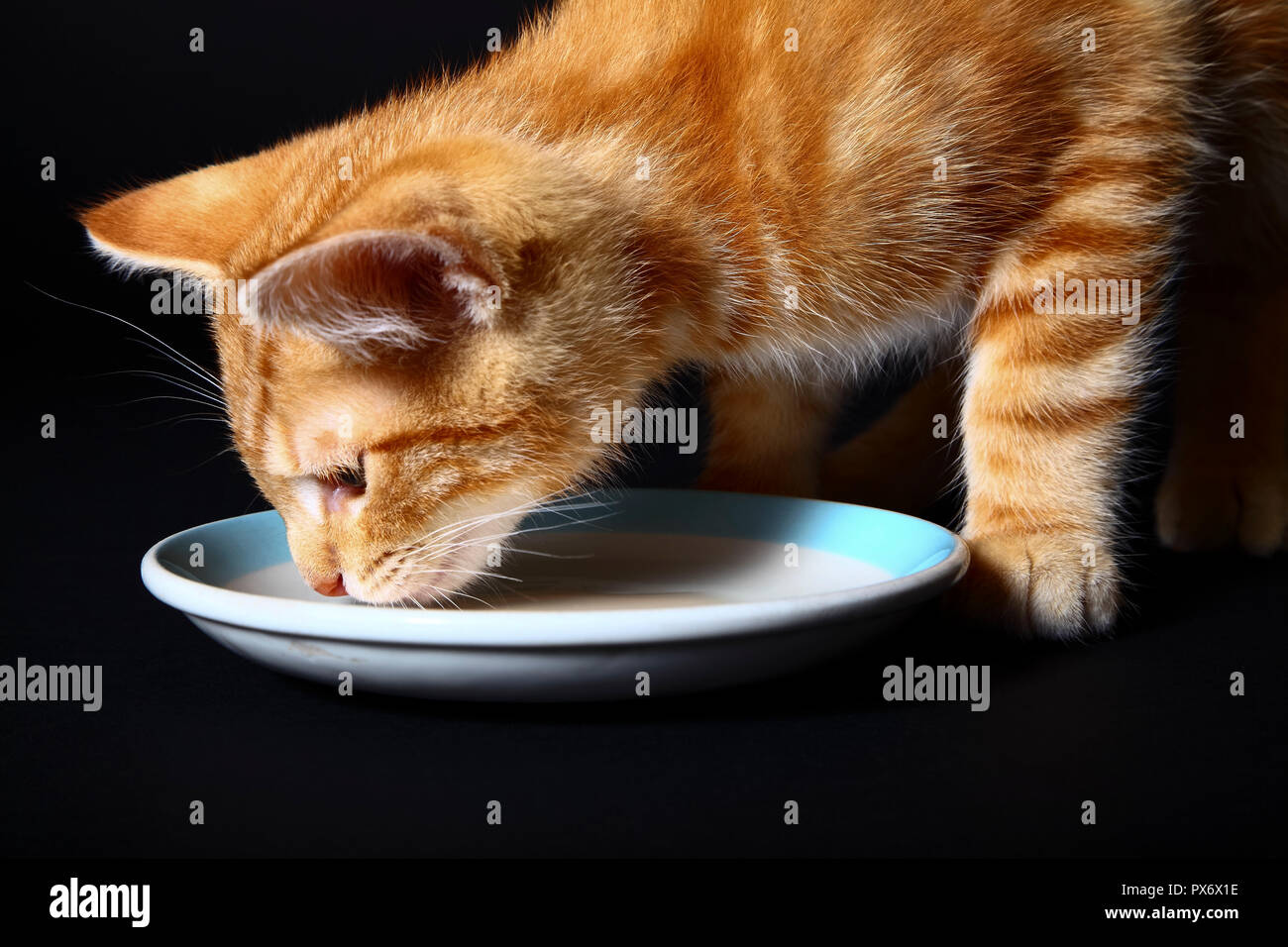 Jengibre caballa atigrado gatito gato bebiendo leche de un platillo Foto de stock