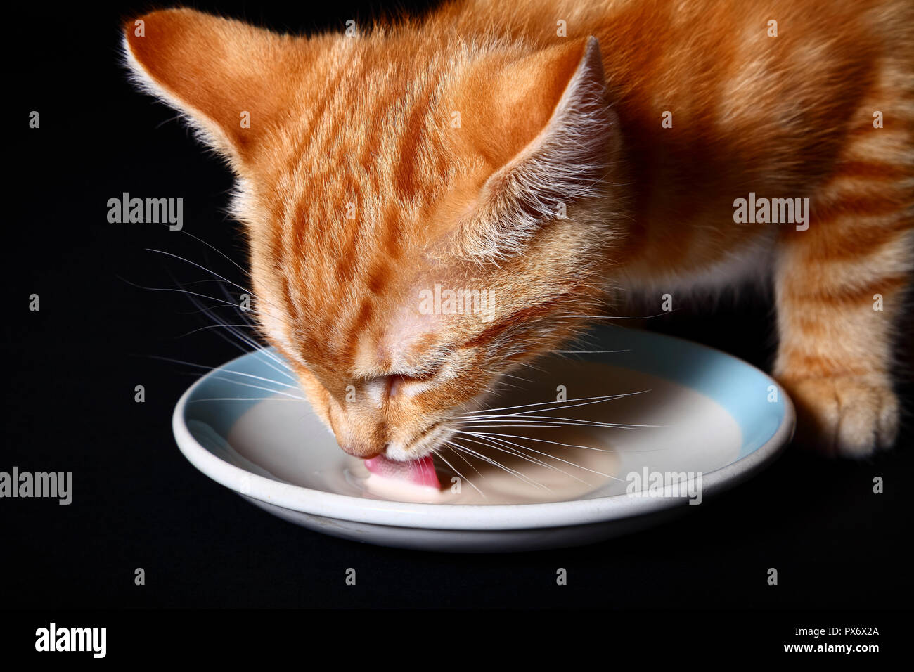 Jengibre caballa atigrado gatito gato bebiendo leche de un platillo Foto de stock