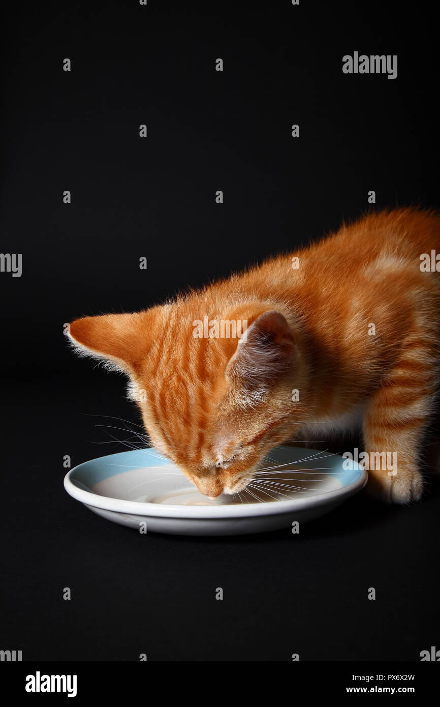 Jengibre caballa atigrado gatito gato bebiendo leche de un platillo Foto de stock