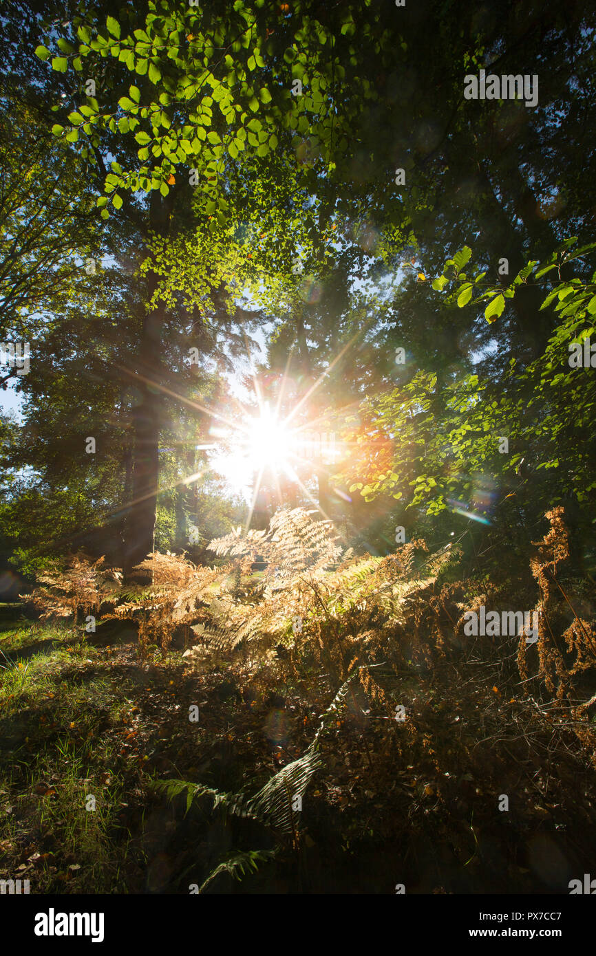 La luz del sol de la tarde brilla a través del bosque en el bosque Nuevo Hampshire Inglaterra GB Foto de stock