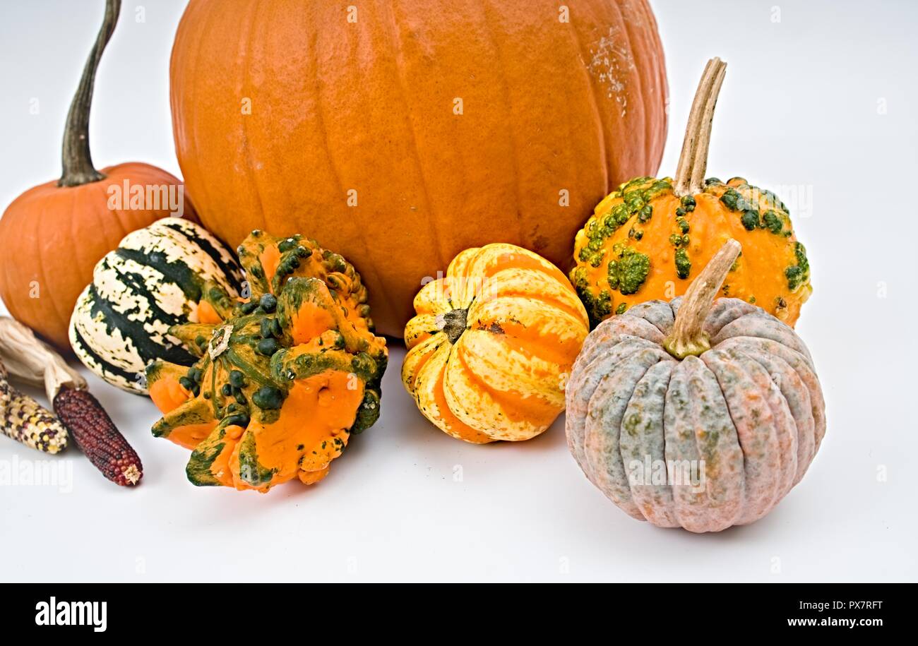 Colorida selección de calabaza para Halloween sobre fondo blanco. Foto de stock