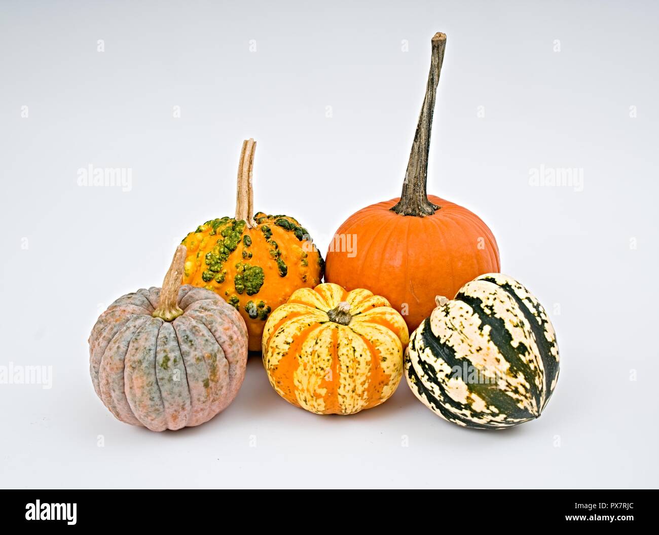 Colorida selección de calabaza para Halloween sobre fondo blanco. Foto de stock