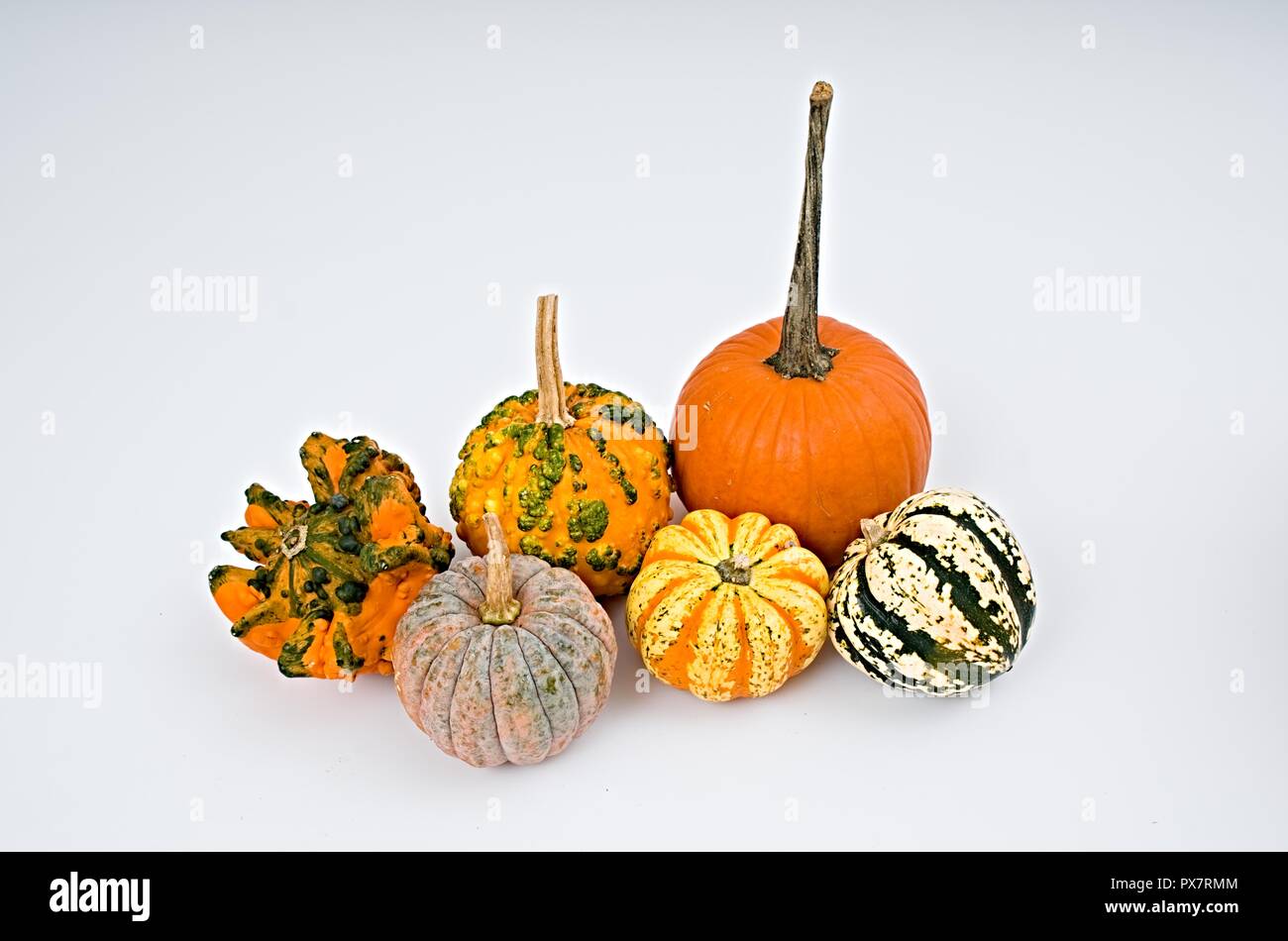 Colorida selección de calabaza para Halloween sobre fondo blanco. Foto de stock