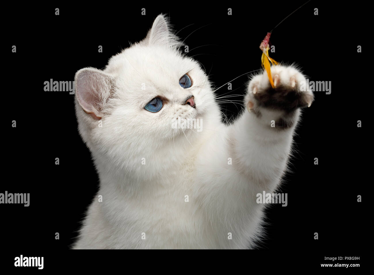 Retrato de juguetones British Gato Blanco, ojos azules, cogiendo paw en  aisladas de juguete con fondo negro, vista frontal Fotografía de stock -  Alamy