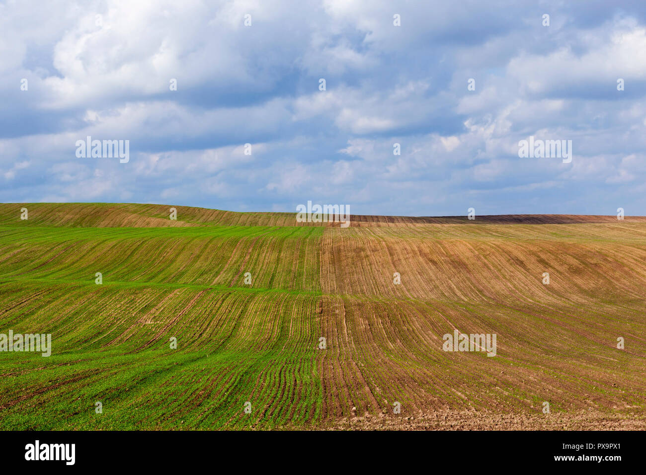 La mitad del campo con brotes germinados de trigo después de su siembra