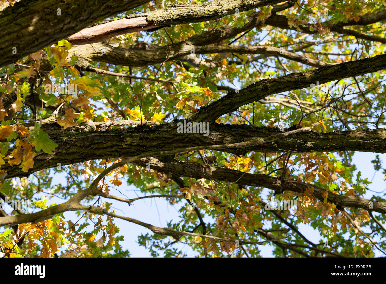 El verde follaje de roble y amarillentas, otoño de septiembre en un parque o un bosque, cielo azul y closeup Foto de stock
