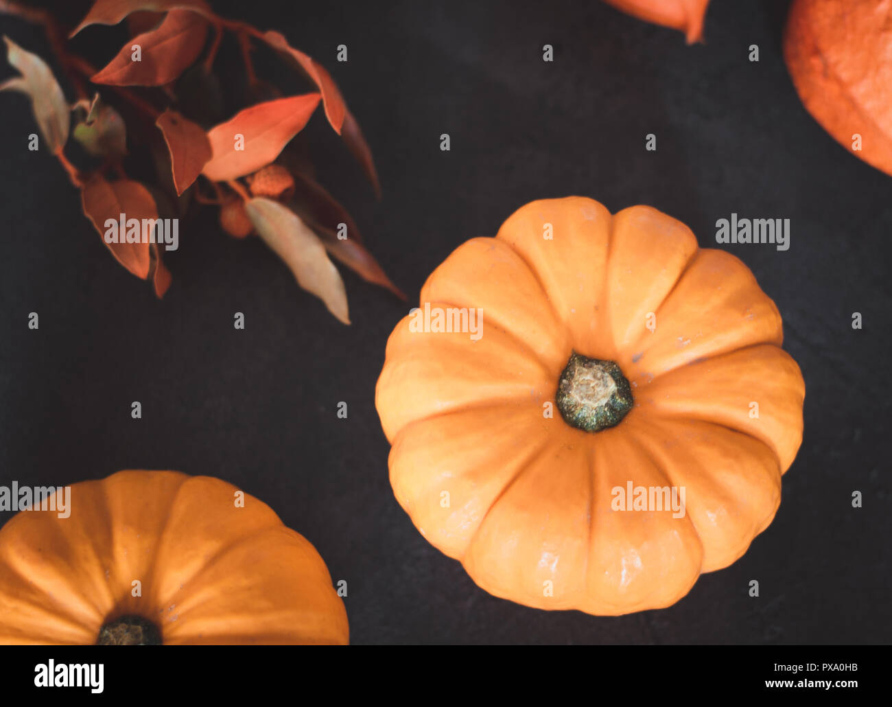 Naranja brillante mini calabazas para halloween sobre fondo negro Foto de stock